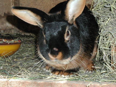 G. Muki
